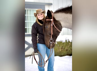 Percheron Mix, Gelding, 5 years, 17 hh, Roan-Blue