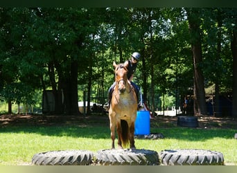 Percheron Mix, Gelding, 5 years, 17 hh, Roan-Red