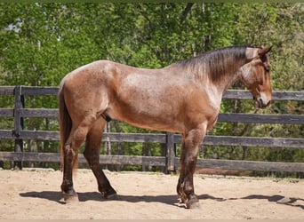 Percheron Mix, Gelding, 5 years, 17 hh, Roan-Red