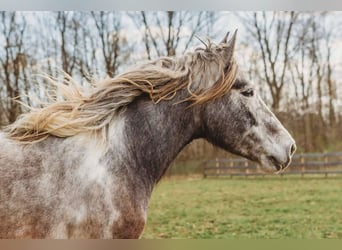 Percheron, Gelding, 5 years, 17,1 hh, Tobiano-all-colors
