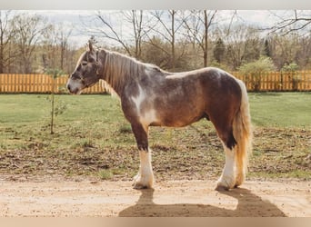 Percheron, Gelding, 5 years, 17,1 hh, Tobiano-all-colors