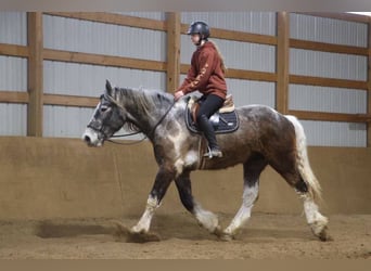 Percheron, Gelding, 5 years, 17,1 hh, Tobiano-all-colors