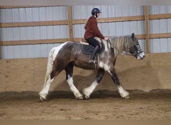 Percheron, Gelding, 5 years, 17,1 hh, Tobiano-all-colors