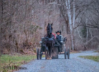 Percheron, Gelding, 5 years, Black