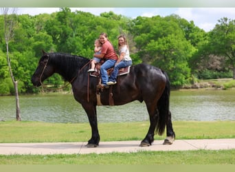 Percheron, Gelding, 5 years, Black