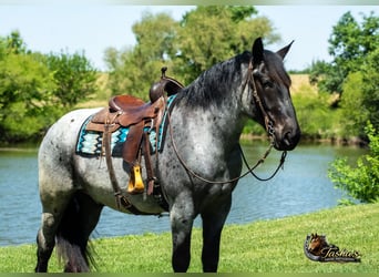 Percheron Mix, Gelding, 5 years, Roan-Blue