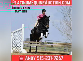 Percheron, Gelding, 6 years, 15.2 hh, Black