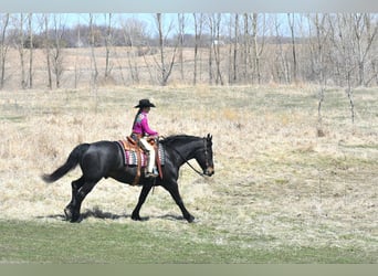 Percheron, Gelding, 6 years, 15.2 hh, Black
