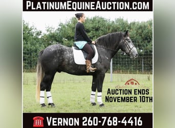 Percheron, Gelding, 6 years, 15.2 hh, Grey-Dapple