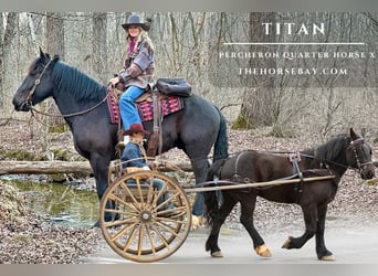 Percheron, Gelding, 6 years, 15.3 hh, Black