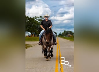 Percheron, Gelding, 6 years, 15 hh, Roan-Bay