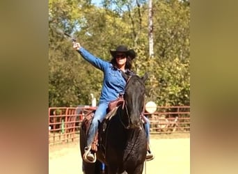 Percheron Mix, Gelding, 6 years, 16,1 hh, Black