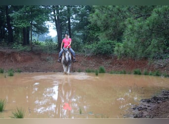 Percheron, Gelding, 6 years, 16,1 hh, Gray