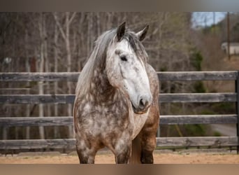 Percheron Mix, Gelding, 6 years, 16.1 hh, Grey