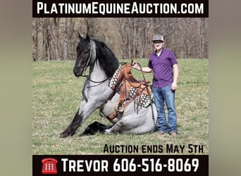 Percheron, Gelding, 6 years, 16,1 hh, Roan-Blue