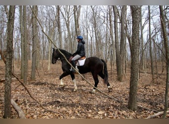 Percheron, Gelding, 6 years, 16.1 hh, Tobiano-all-colors