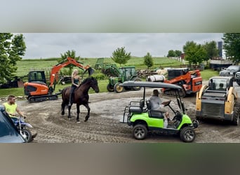 Percheron Mix, Gelding, 6 years, 16.2 hh, Black Percheron Mix, Gelding, 6 years, 16.2 hh, Black