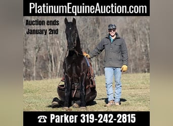 Percheron, Gelding, 6 years, 16,2 hh, Black