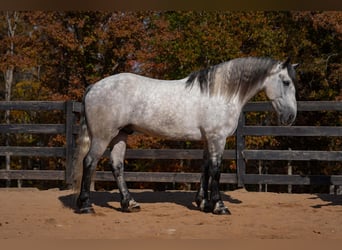 Percheron Mix, Gelding, 6 years, 16.2 hh, Grey-Dapple