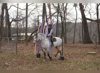Percheron Mix, Gelding, 6 years, 16.2 hh, Grey-Dapple