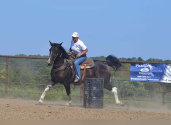 Percheron, Gelding, 6 years, 16.2 hh, Tobiano-all-colors
