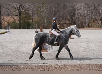 Percheron Mix, Gelding, 6 years, 16.3 hh, Grey