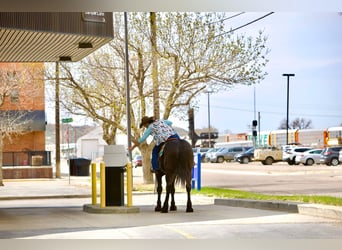 Percheron, Gelding, 6 years, 16 hh, Black