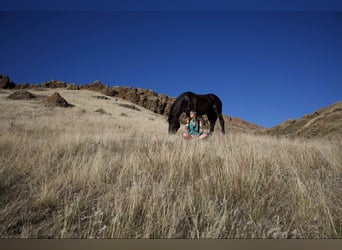Percheron, Gelding, 6 years, 16 hh, Black