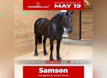 Percheron, Gelding, 6 years, 16 hh, Black