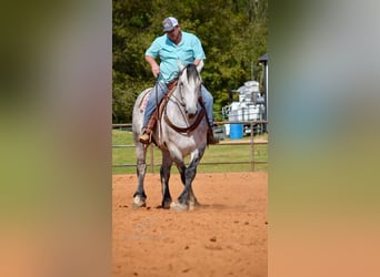 Percheron, Gelding, 6 years, 16 hh, Grey