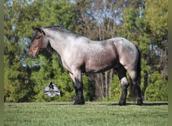 Percheron, Gelding, 6 years, 16 hh, Roan-Bay