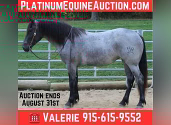 Percheron, Gelding, 6 years, 16 hh, Roan-Blue