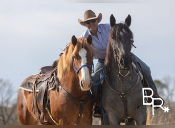 Percheron, Gelding, 6 years, 16 hh, Roan-Blue