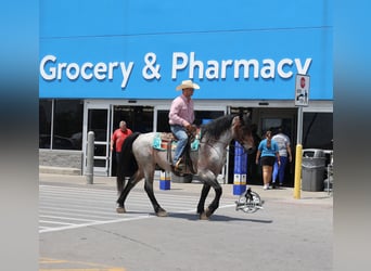 Percheron, Gelding, 6 years, 16 hh, Roan-Blue