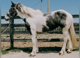 Percheron, Gelding, 6 years, 16 hh, Tobiano-all-colors