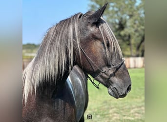 Percheron, Gelding, 6 years, 16 hh, Tobiano-all-colors