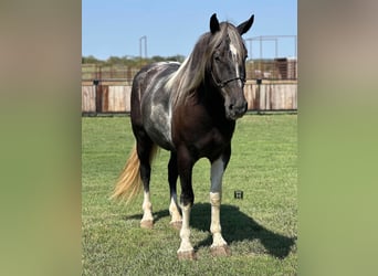 Percheron, Gelding, 6 years, 16 hh, Tobiano-all-colors