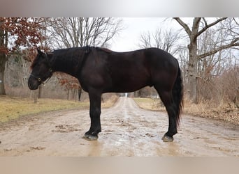 Percheron, Gelding, 6 years, 16,1 hh, Black