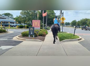 Percheron Mix, Gelding, 6 years, 16,1 hh, Black