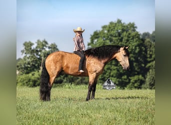 Percheron, Gelding, 6 years, 16,1 hh, Buckskin