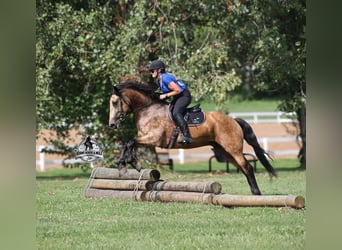 Percheron, Gelding, 6 years, 16,1 hh, Buckskin