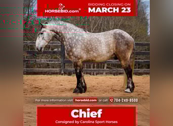 Percheron Mix, Gelding, 6 years, 16,1 hh, Grey