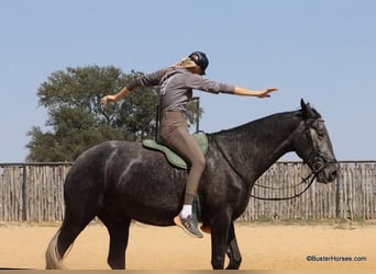 Percheron, Gelding, 6 years, 16,1 hh, Grey