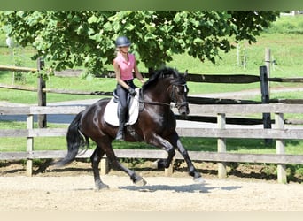 Percheron Mix, Gelding, 6 years, 16,2 hh, Black
