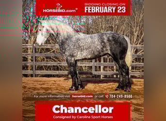 Percheron Mix, Gelding, 6 years, 16,3 hh, Grey