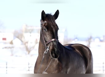 Percheron Mix, Gelding, 6 years, 17.1 hh, Black