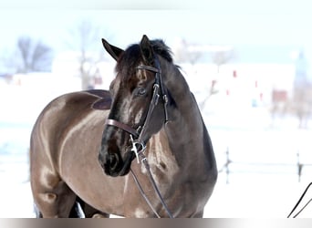 Percheron Mix, Gelding, 6 years, 17.1 hh, Black