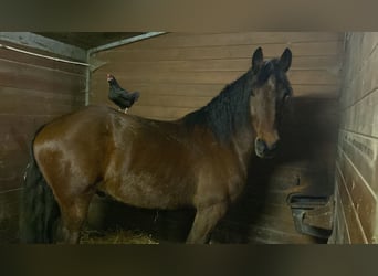 Percheron Mix, Gelding, 6 years, 17,1 hh, Brown