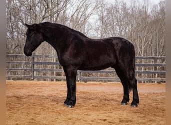 Percheron Mix, Gelding, 6 years, 17 hh, Black
