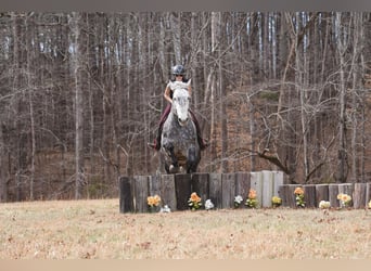 Percheron Mix, Gelding, 6 years, 17 hh, Black
